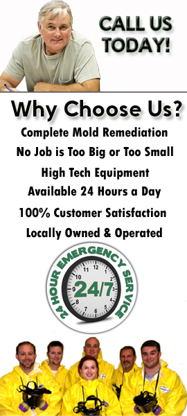 mold removal pros florida